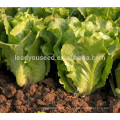 LT04 Caiquan теплостойкий зеленый салат семена на продажу